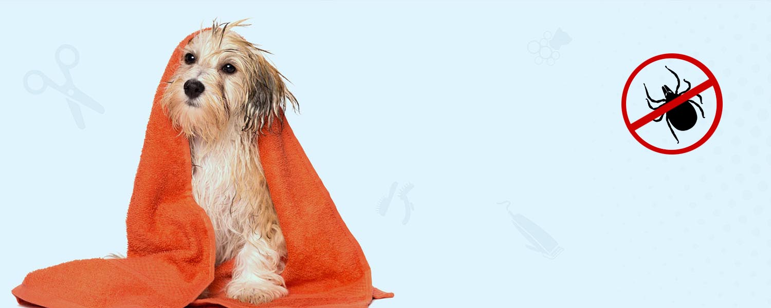 PET SPA FOR DOGS IN CHENNAI